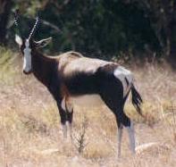 Bontebok