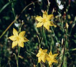 Veld Flowers