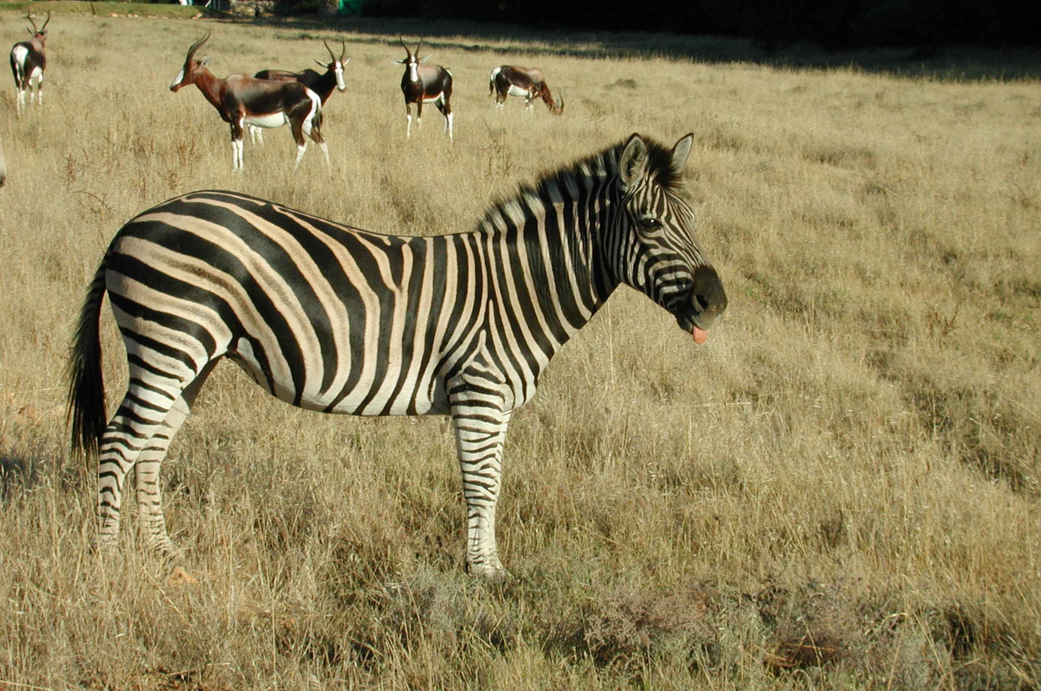 zebra and bontebok